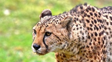 Gepard (8).jpg